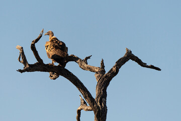 Vautour africain,.Gyps africanus, White backed Vulture, Parc national Kruger, Afrique du Sud