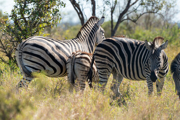 Zèbre de Burchell, Equus quagga, Parc national Marachele, Afrique du Sud