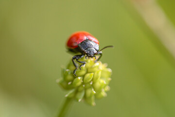 Red and black insect
