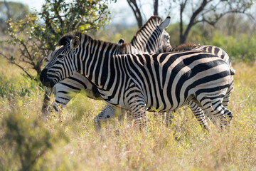 Zèbre de Burchell, Equus quagga, Parc national Marachele, Afrique du Sud