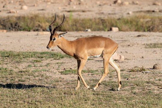 Impala, Mâle, Aepyceros Melampus