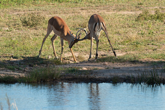 Impala, Mâle, Combat, Aepyceros Melampus