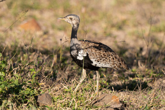 Outarde houppette,. Lophotis ruficrista, Red crested Korhaan