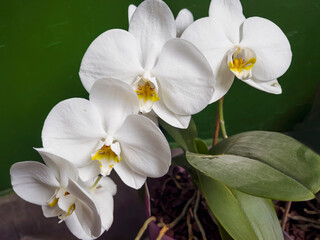 Close up of White Orchid Flowers on a Green Background 