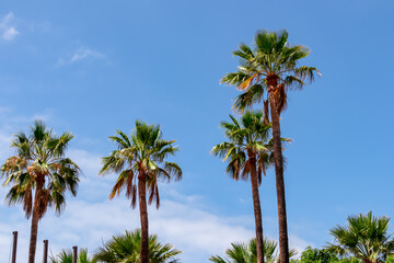 Obraz premium Group of big palm trees in summer with blue sky background on Tenerife, Canary Islands, Spain, Europe. Tropical forest on island with idyllic vacation atmosphere. Going on vacation. Travel concept