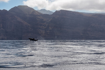 Scenic view on jumping bottlenose dolphins sticking out of water near cliff Los Gigantes, Santiago del Teide, west coast Tenerife, Canary Islands, Spain, Europe. Mammals swimming in Atlantic Ocean