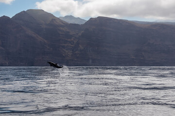 Scenic view on jumping bottlenose dolphins sticking out of water near cliff Los Gigantes, Santiago del Teide, west coast Tenerife, Canary Islands, Spain, Europe. Mammals swimming in Atlantic Ocean