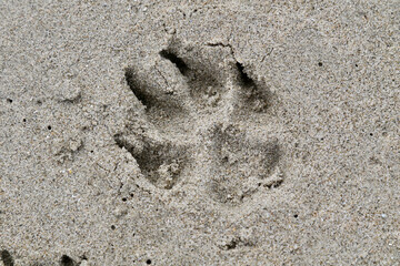 footprint of a dog in sand