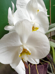Close up of White Orchid Flowers on a Green Background 