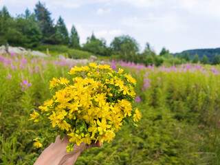 Fototapeta premium Hand holding bouquet of the herb St. John's Wort herb in the mountain . Used to boost mood and provide relief from depression