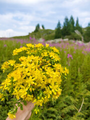 Hand holding bouquet of the herb St. John's Wort herb in the mountain . Used to boost mood and provide relief from depression