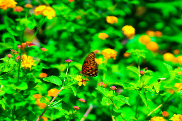 butterfly on a flower