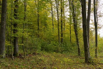 Autumn landscape in a young European beech forest