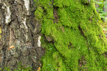 Close up large pine bark and green moss