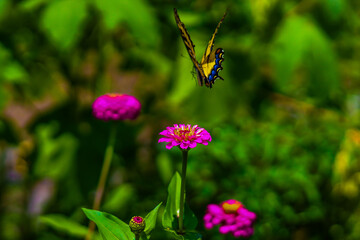 Butterfly on flower