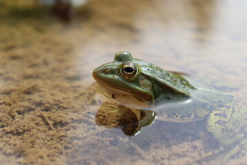 Frog closeup
