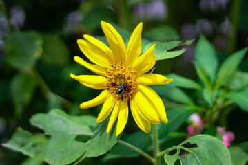 bee on yellow flower