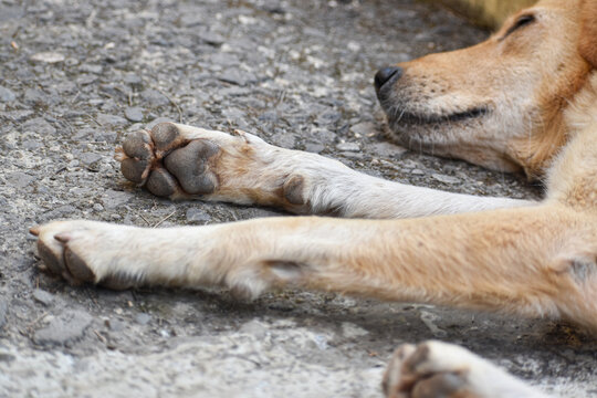 A close up look at the underside of dog paw and resting