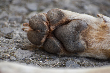 A close up look at the underside of the back dirty dog paw pad, during the day - obrazy, fototapety, plakaty