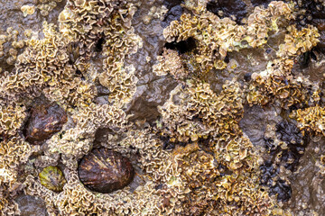 rocks near the beach with a great variety of veins of different colors and minerals, live and natural colored rocks
