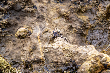rocks near the beach with a great variety of veins of different colors and minerals, live and natural colored rocks