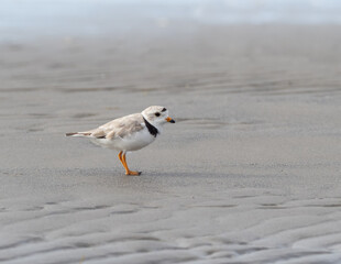 Adult Piping Plover standing alone on sandy beach