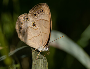 Appalachian Brown butterfly perched on grass - Powered by Adobe