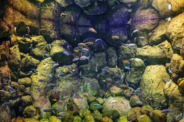 Blue zaire (frontosa cichlid), Copadichromis Kadango, Red fin hap and Cilumba zebra katale fishes swimming underwater.