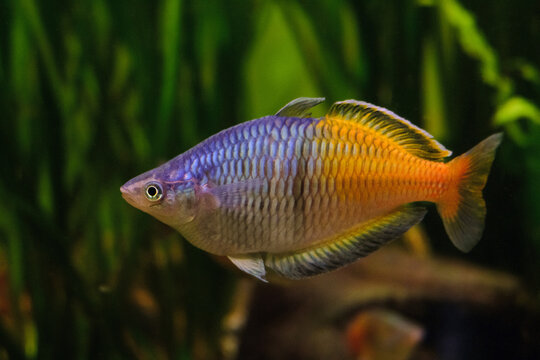 Melanotaenia boesemani fish swims in the water. Boesemani rainbowfish.