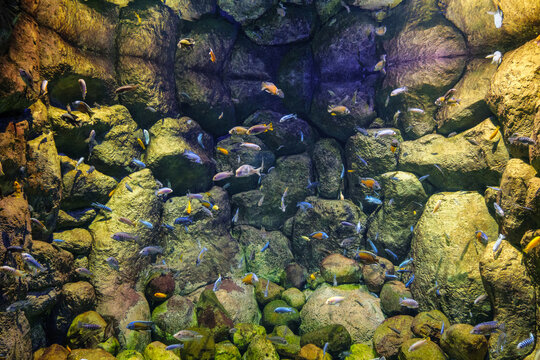 Blue zaire (frontosa cichlid), Copadichromis Kadango, Red fin hap and Cilumba zebra katale fishes swimming underwater.