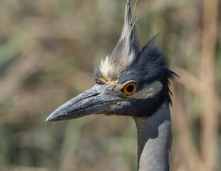 Adult Yellow-crowned Night Heron head in close up