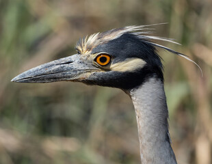 Adult Yellow-crowned Night Heron head in close up