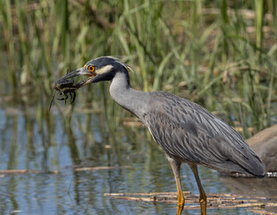 Adult Yellow-crowned Night Heron feeding on crab