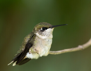 Ruby-throated Hummingbird perched on twig