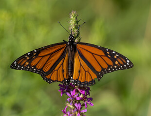 Female Monarch butterfly feeding on wildflower