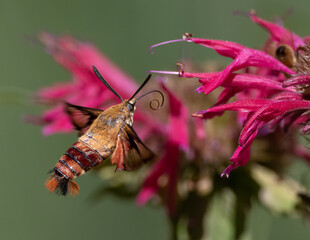 Hummingbird Clearwing Moth feeding on monarda flower