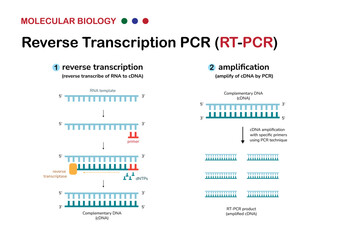Molecular biology diagram explain concept and process of reverse transcription or RT PCR for amplify genetic material from RNA or detect covid19 virus - obrazy, fototapety, plakaty