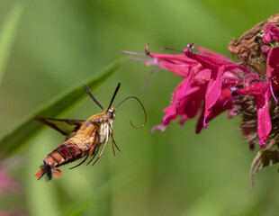 Hummingbird Clearwing Moth feeding on monarda flower