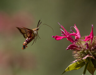 Hummingbird Clearwing Moth feeding on monarda flower