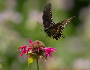 Spicebush Swallowtail butterfly flying to monarda flower