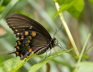 Spicebush Swallowtail butterfly perched on plant