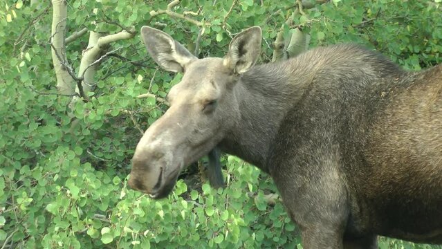 Female Moose feeding, Medium shot
North America nature and Moose wildlife, Canada, 2022
