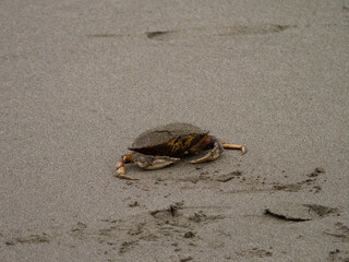 Dead Dungeness crab shell on sandy beach in california 