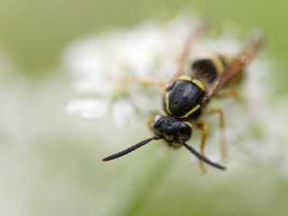 Macro photo of a wasp standing on a white lacy flower