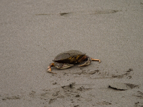 Dead Dungeness Crab Shell On Sandy Beach In California 