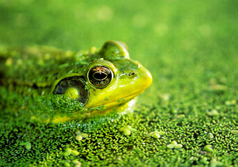 Closeup of American bullfrog in duckweed in pond, Wisconsin - obrazy, fototapety, plakaty