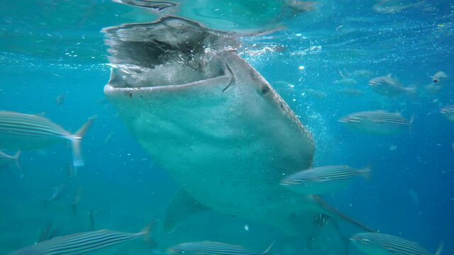 Closeup shot of a whale shark, the world's largest living fish, in Oslob, Cebu, Philippines. 