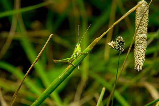 Macro photo of grasshopper