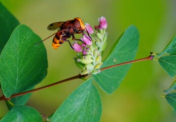 bee on a flower