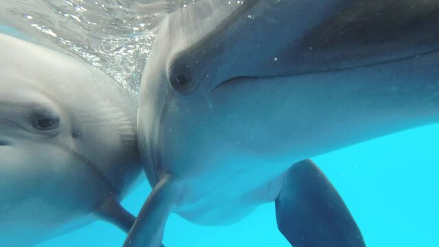 Dolphin Selfie - Two curious dolphin looks at on camera lens. Extreme close-up of Bottlenose Dolphins swim in the blue water